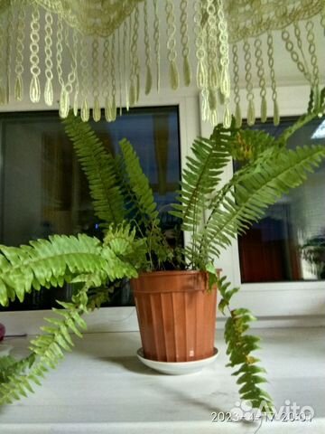 Продам цветы комнатные