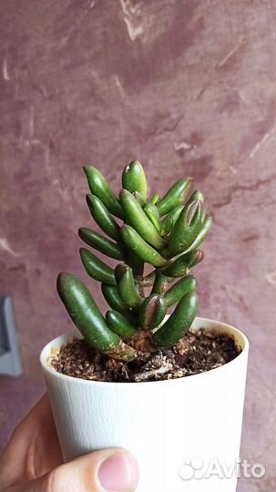 Красула хоббит