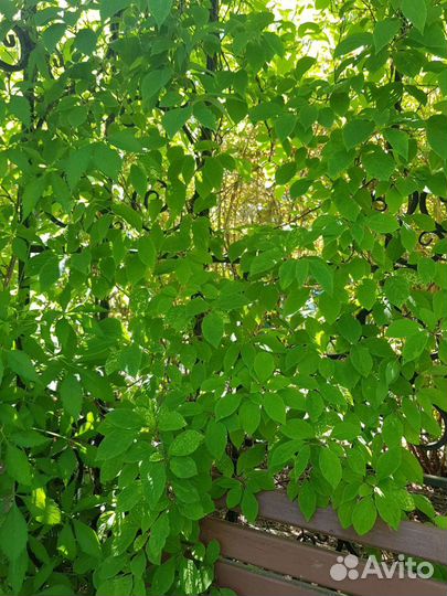 Лимонник китайский и др