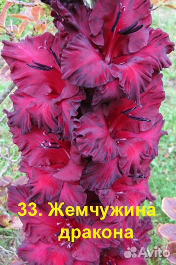 Гладиолусы луковицы №1