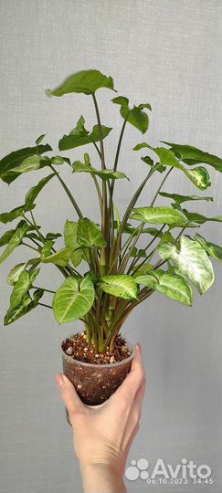 Сингониум пикси