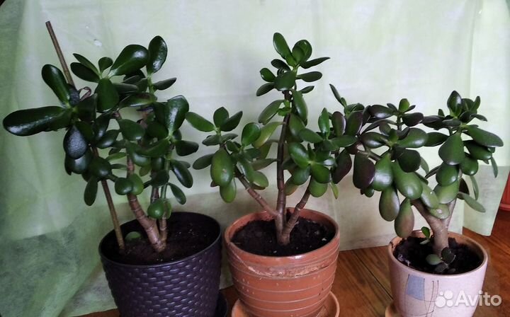 Денежное дерево красула толстянка