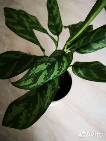 Аглаонема мария