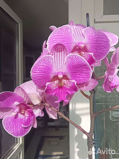 Орхидея фаленопсис Royal Smile Биг Лип. Отцвёл