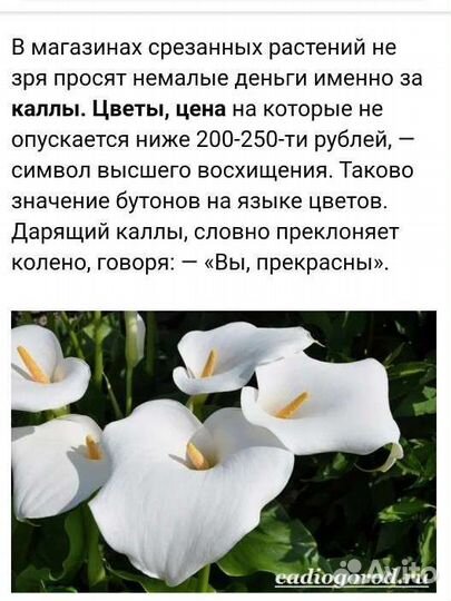 Цветок Калла белая