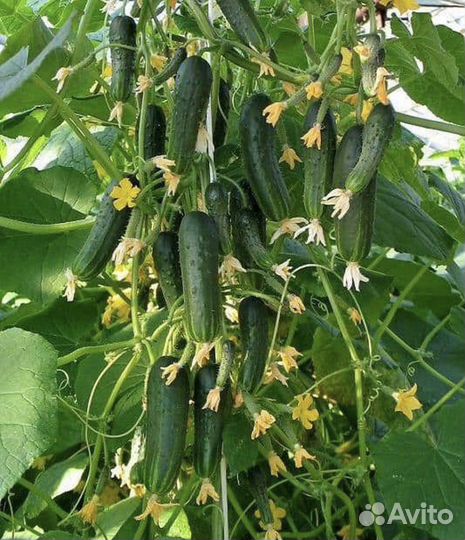 Семена восхитительного огурца naval,Голландия