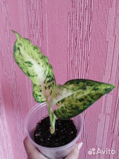 Диффенбахия эми