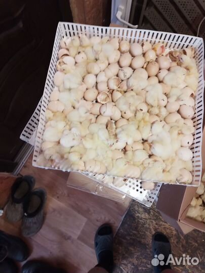 Цыпленок бройлера