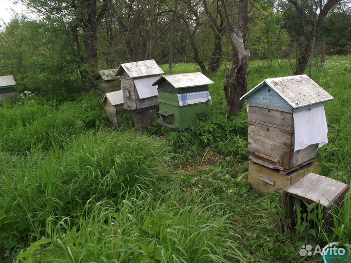 Пчелы с ульями