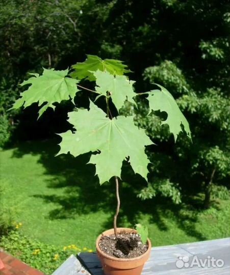 Клен кудрявый