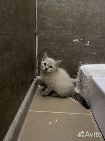 Кошечка в добрые руки