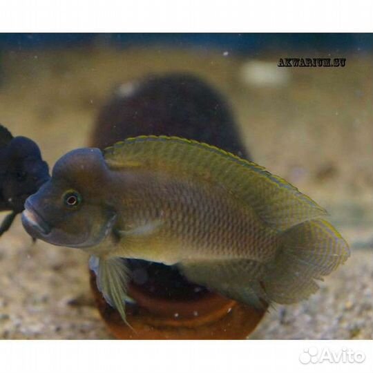 Тельматохромис темпоралис 