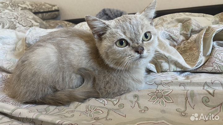 Британский котик