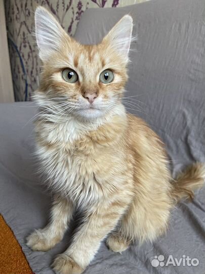 В добрые руки