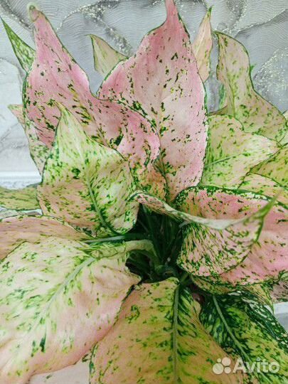 Аглаонема Роуз