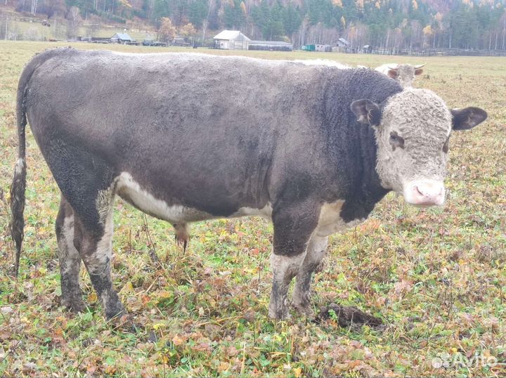 Быки на племя