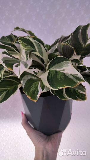 Калатея white fusion