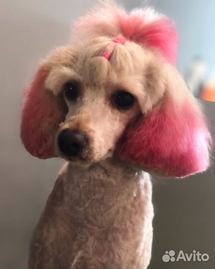 Курсы груминга