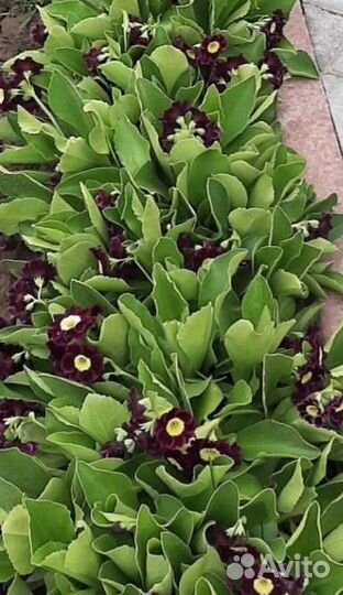 Цветы примула