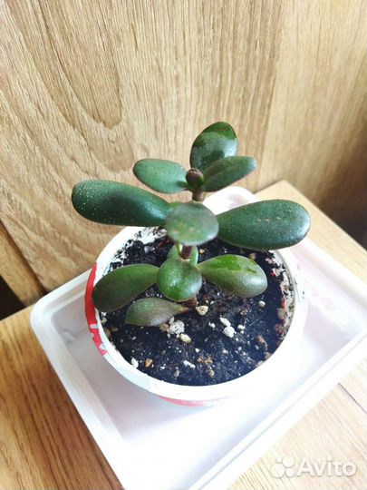 Толстянка Денежное дерево