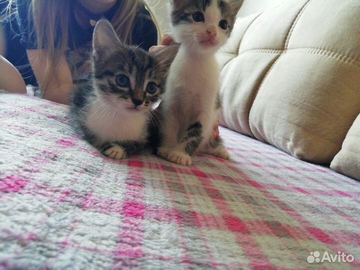 Котята отдам в добрые руки бесплатно