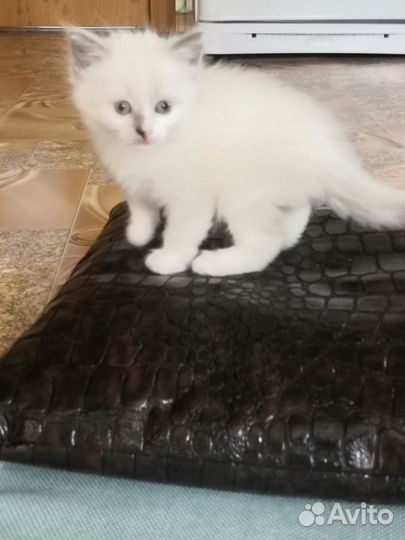 Котята, возраст 1 месяц