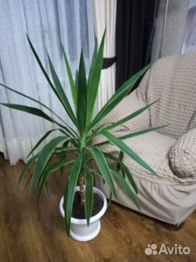 Комнатное растения