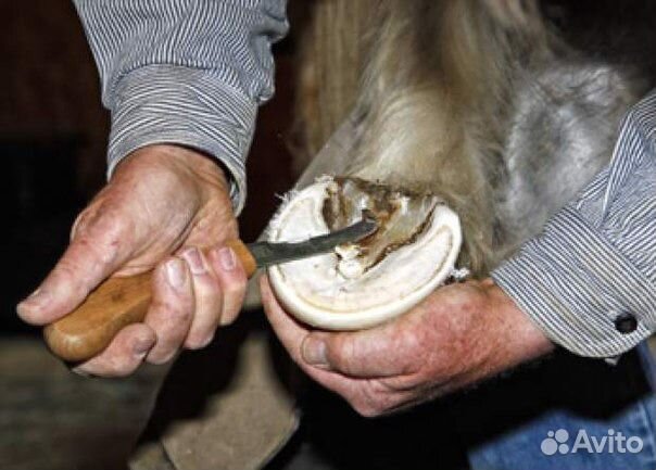 Обучающий Видео курс по уходу за копытами лошадей