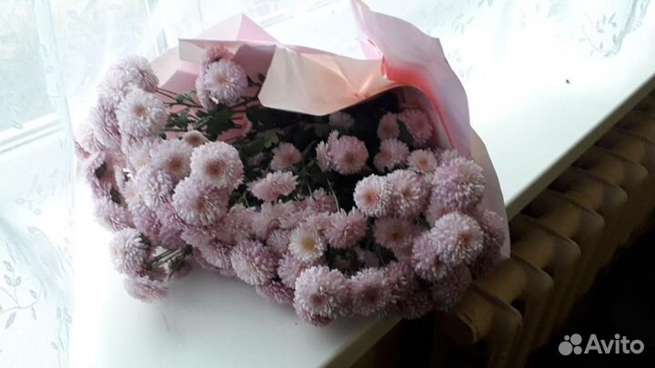 Хризантема корейская