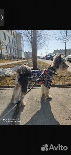 Йоркширский терьер