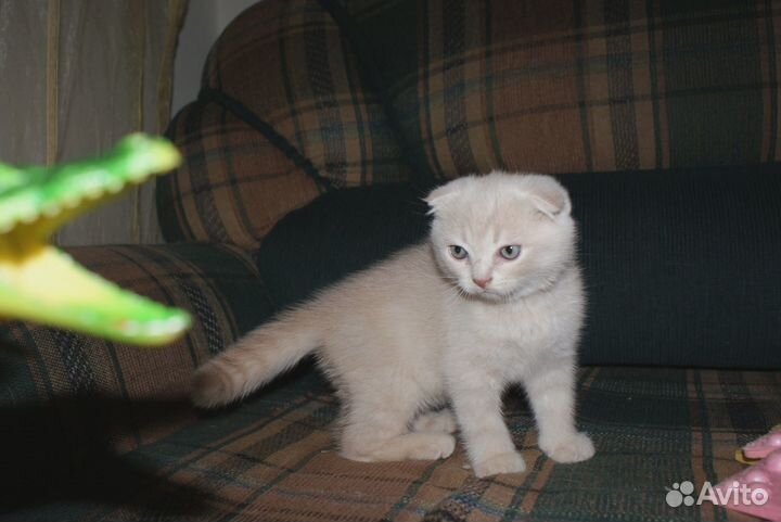 Пушистое счастье )