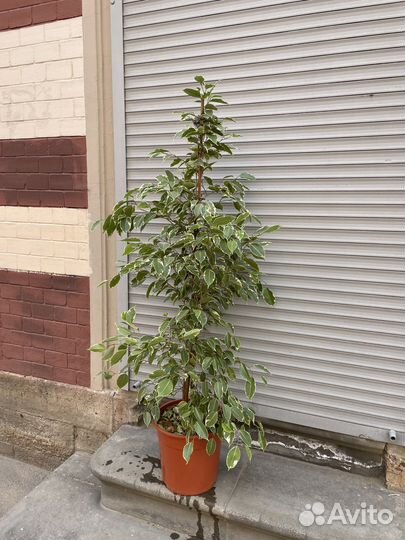 Бенджамина фикус