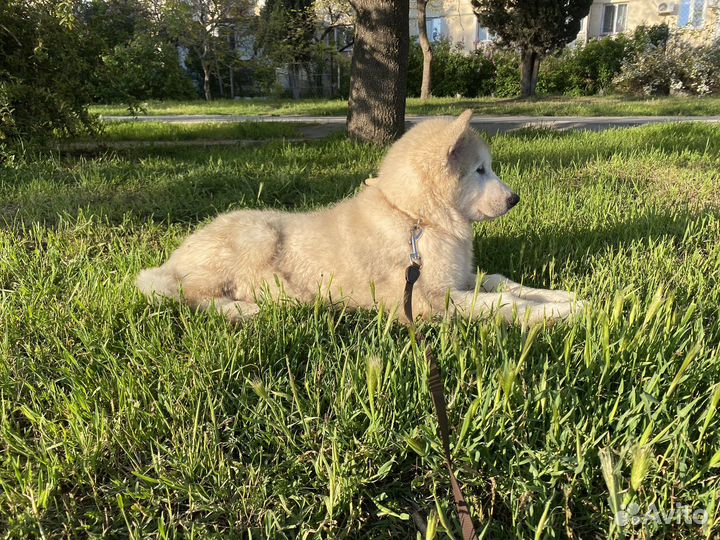 Маламутики