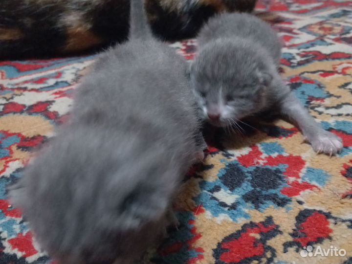 Котята, мальчики и девочки