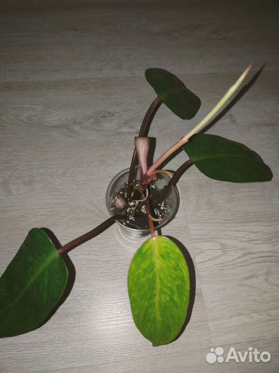 Филодендрон медуза