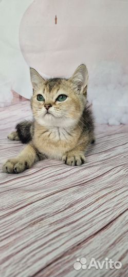 Британские котята