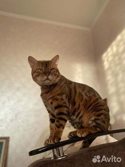 Бенгальская