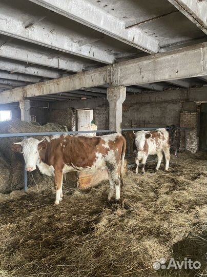 Фермерское хозяйство. (Эко туризм )