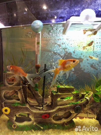 Золотая рыбка