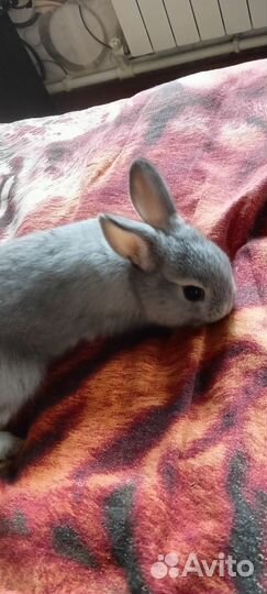 Карликовые крольчата