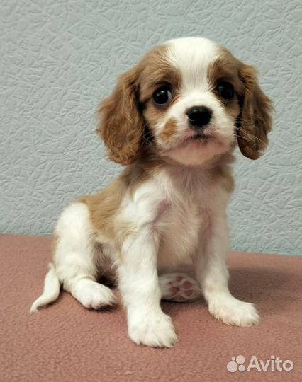 Кавалер Кинг Чарльз спаниель девочки