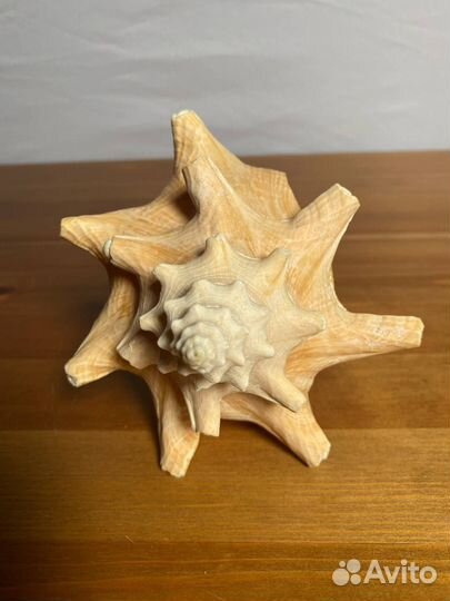 Морские ракушки раковины большие 20 см