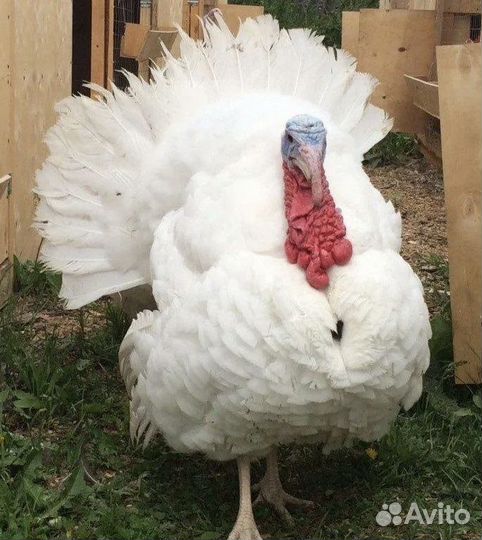 Гусак породы Линда взрослый