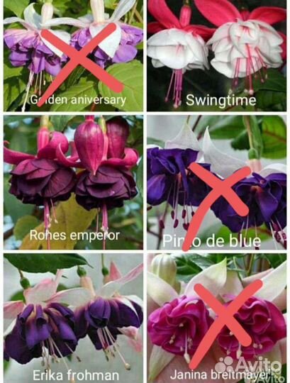 Фуксия сортовая крупноцветковая