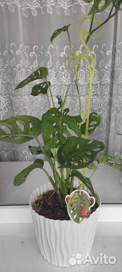 Монстера манки