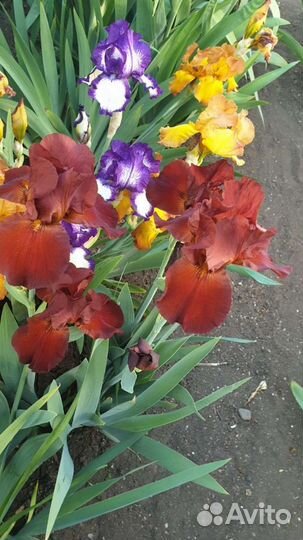 Ирисы сортовые