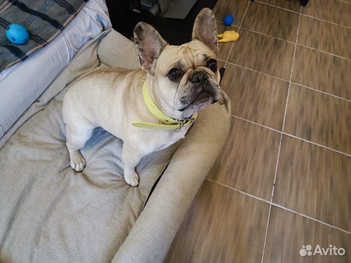 Собака французский бульдог