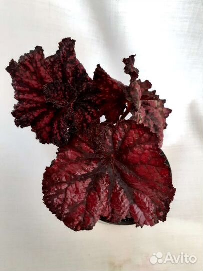 Бегонии декоративно-лиственные