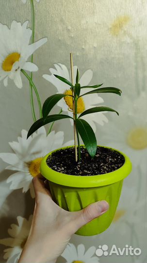 Олеандр махровый