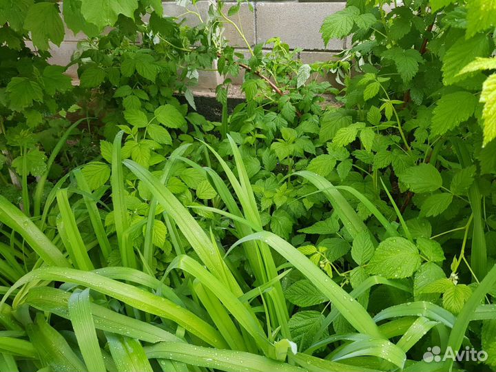 Саженцы малины